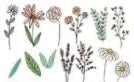 Vintage Floral Transfer Designs